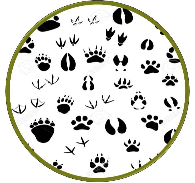 Atrapa tu Huella marzo 2026