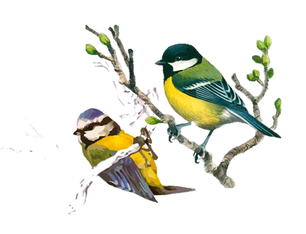  De pajareo por Las Rozas marzo 2026