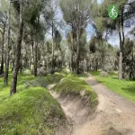 Vista de la ruta Pinar menu