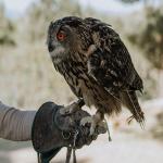 Exhibición Cetrería enero 2026