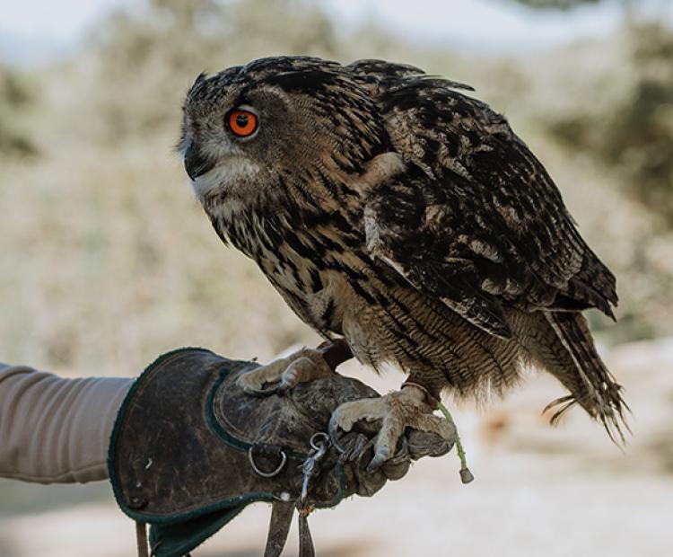 Exhibición Cetrería enero 2026