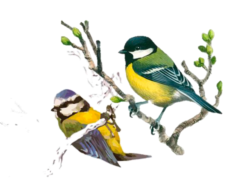  De pajareo por Las Rozas marzo 2026